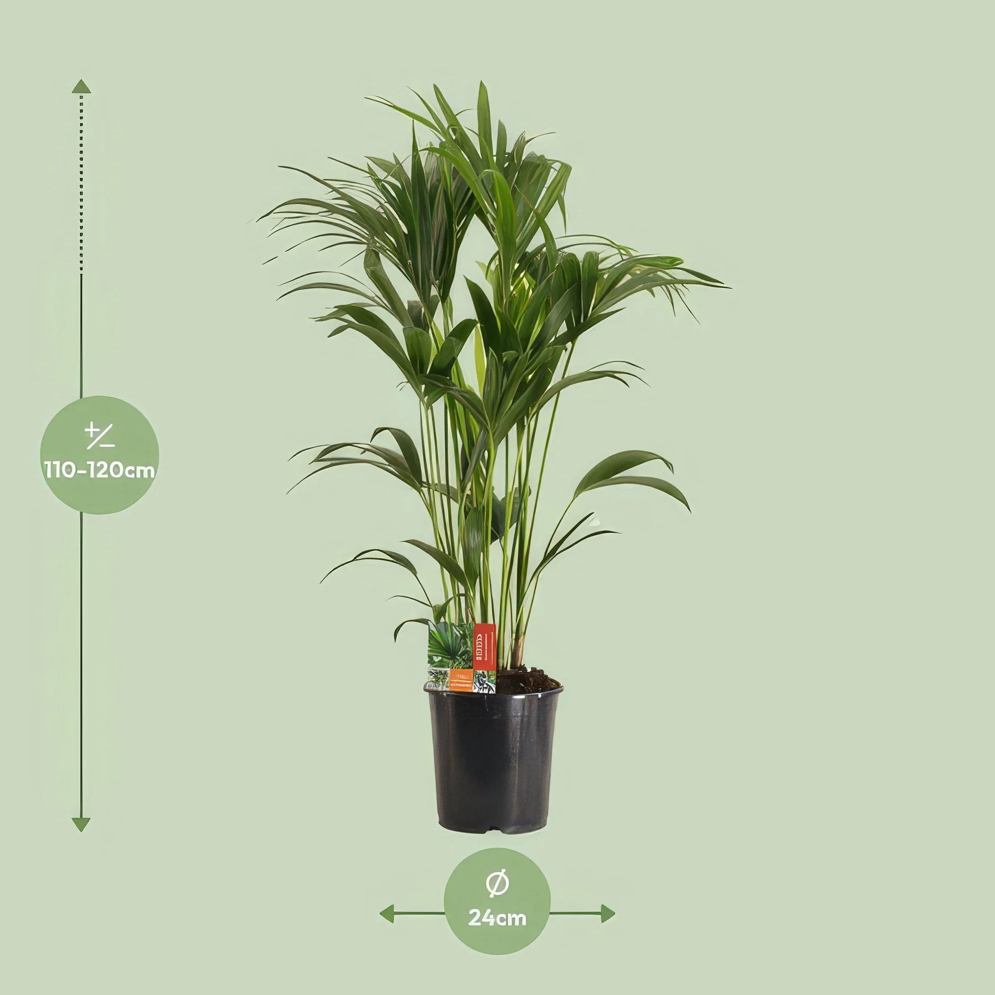Kentia Palme (Howea Forsteriana) mit 24cm Topf, 120cm hoch, haustierfreundlich und ungiftig für Katzen und Hunde.