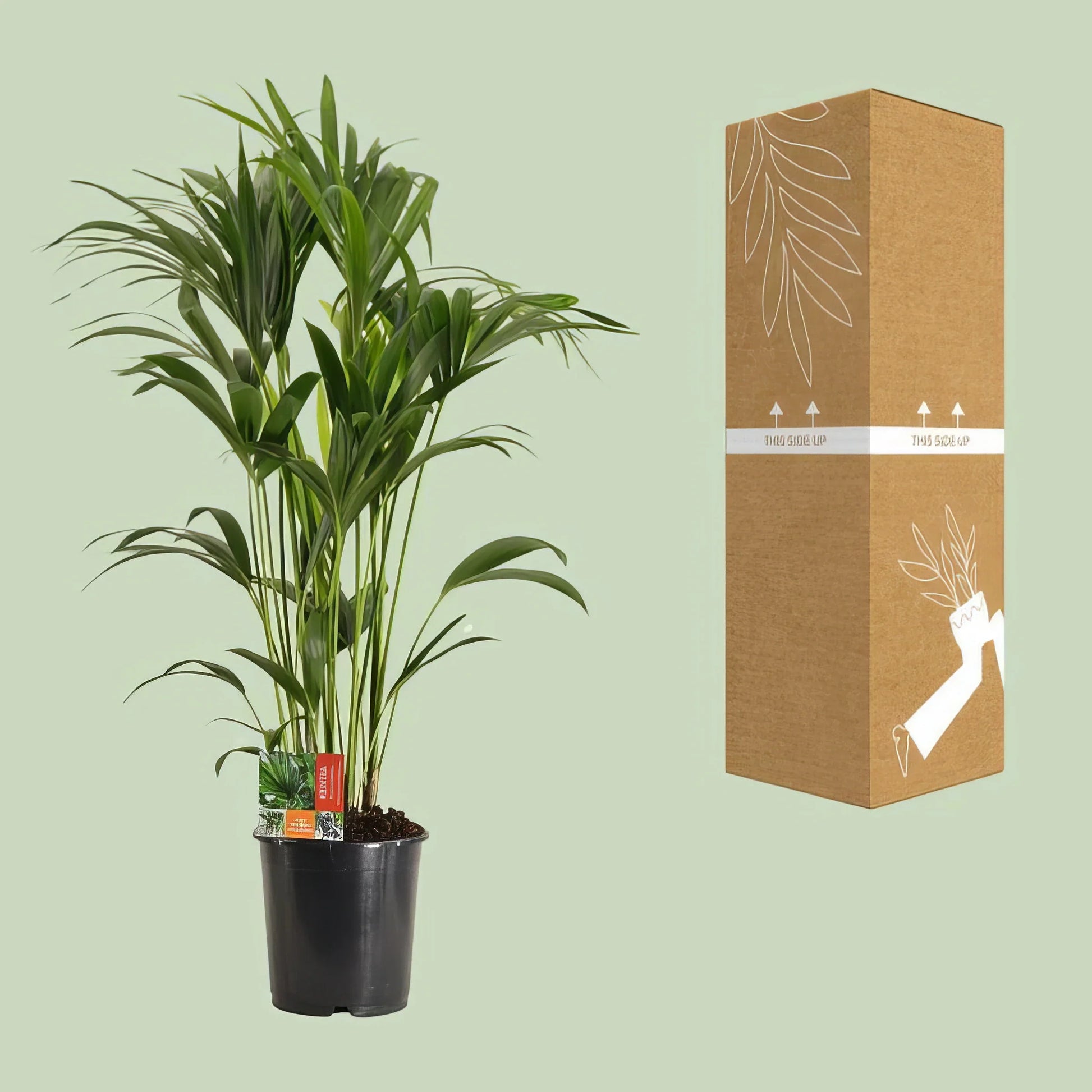 Kentia Palme (Howea Forsteriana), Ø24cm Topf, 120cm hoch, ideal für haustierfreundliche Haushalte, ungiftig für Katzen und Hu