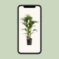 Kentia Palme (Howea Forsteriana) mit 24cm Topf, 120cm hoch; ideal für Tierhaushalte, da ungiftig für Katzen und Hunde.