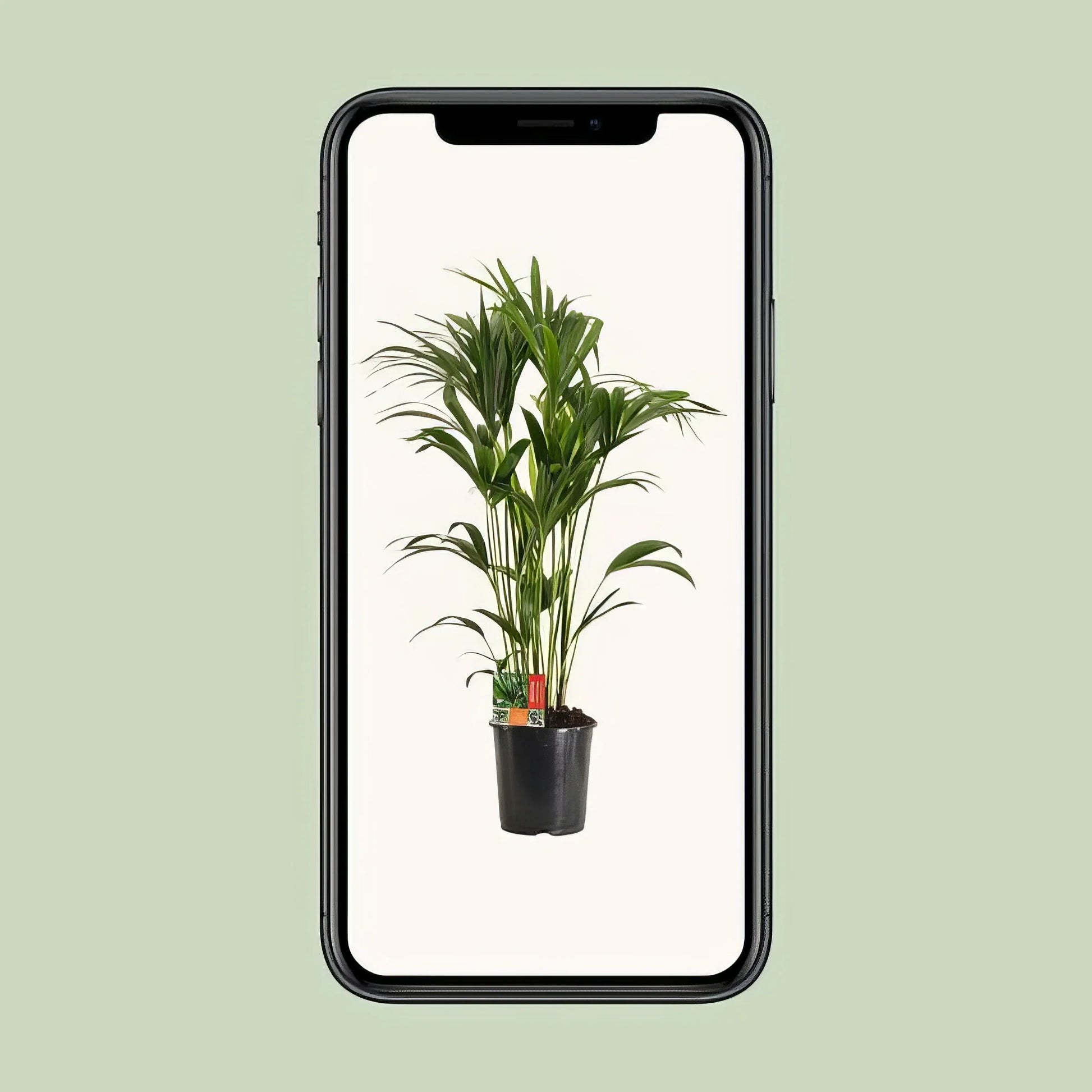 Kentia Palme (Howea Forsteriana) mit 24cm Topf, 120cm hoch; ideal für Tierhaushalte, da ungiftig für Katzen und Hunde.