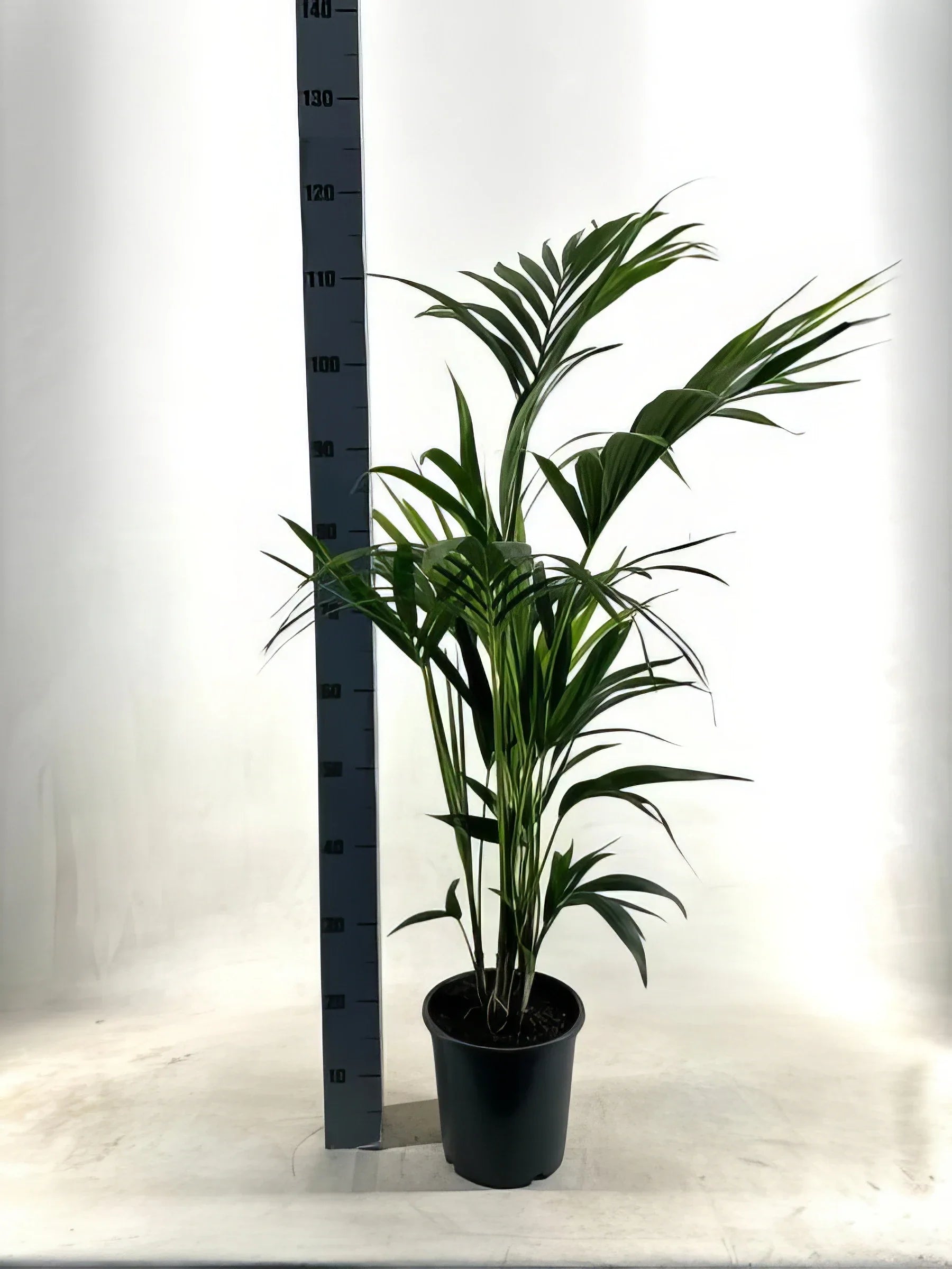 Kentia-Palme in EcoLine-Topf, haustierfreundlich, ideal für Katzen und Hunde, Ø21cm, ↕110cm.