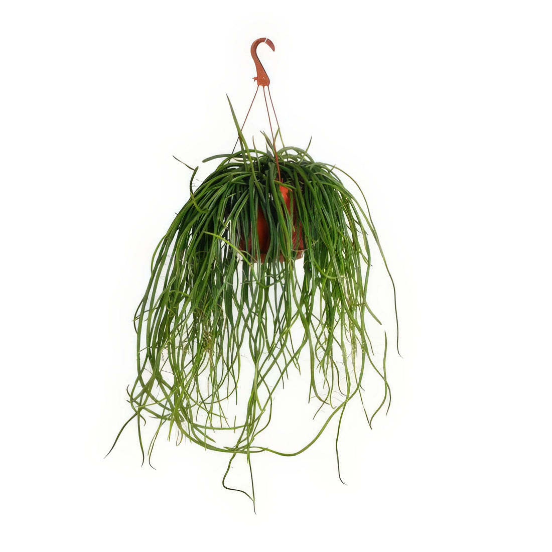 Königin der Nacht Kaktus (Selenisereus Wercklei), haustierfreundlich, in modernem Topf, Ø21cm, H50cm, sicher für Katzen und H
