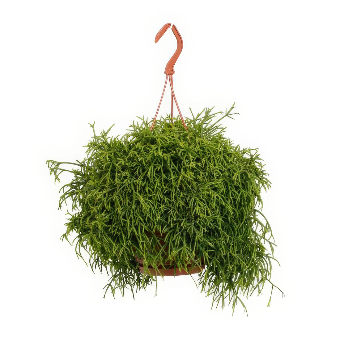 Korallenkaktus (Rhipsalis Baccifera 'Oasis') in schickem Topf, haustierfreundlich, ideal für Katzen und Hunde, Ø17cm × ↕45cm.