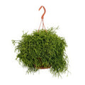 Korallenkaktus (Rhipsalis Baccifera 'Oasis') in schickem Topf, haustierfreundlich, ideal für Katzen und Hunde, Ø17cm × ↕45cm.