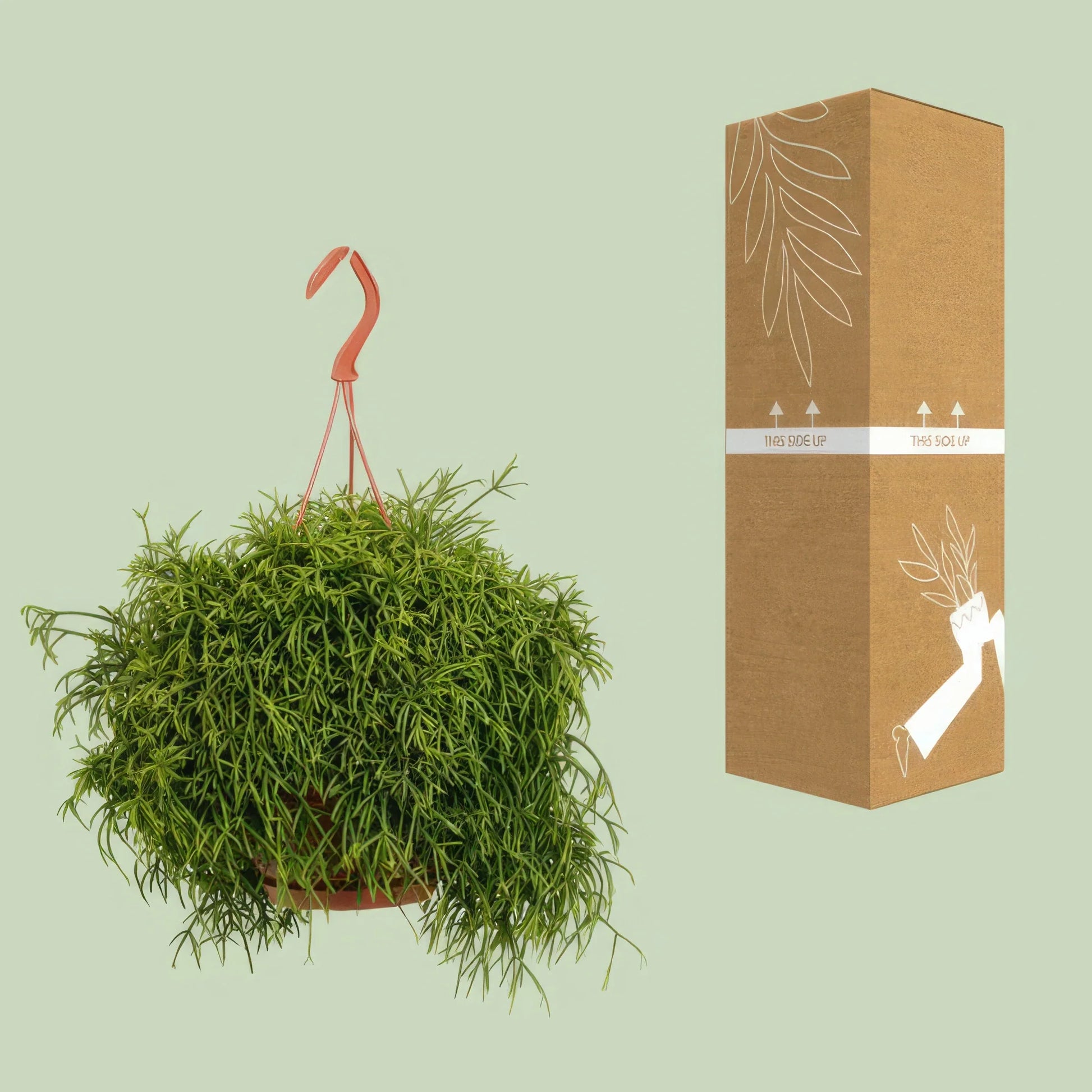 Korallenkaktus (Rhipsalis Baccifera 'Oasis') in 17cm Topf, 45cm hoch, haustierfreundlich und sicher für Katzen und Hunde.