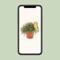 Korallenkaktus (Rhipsalis Burchellii) in 12cm Topf, 20cm hoch, haustierfreundlich; ideal für Katzen und Hunde geeignet.