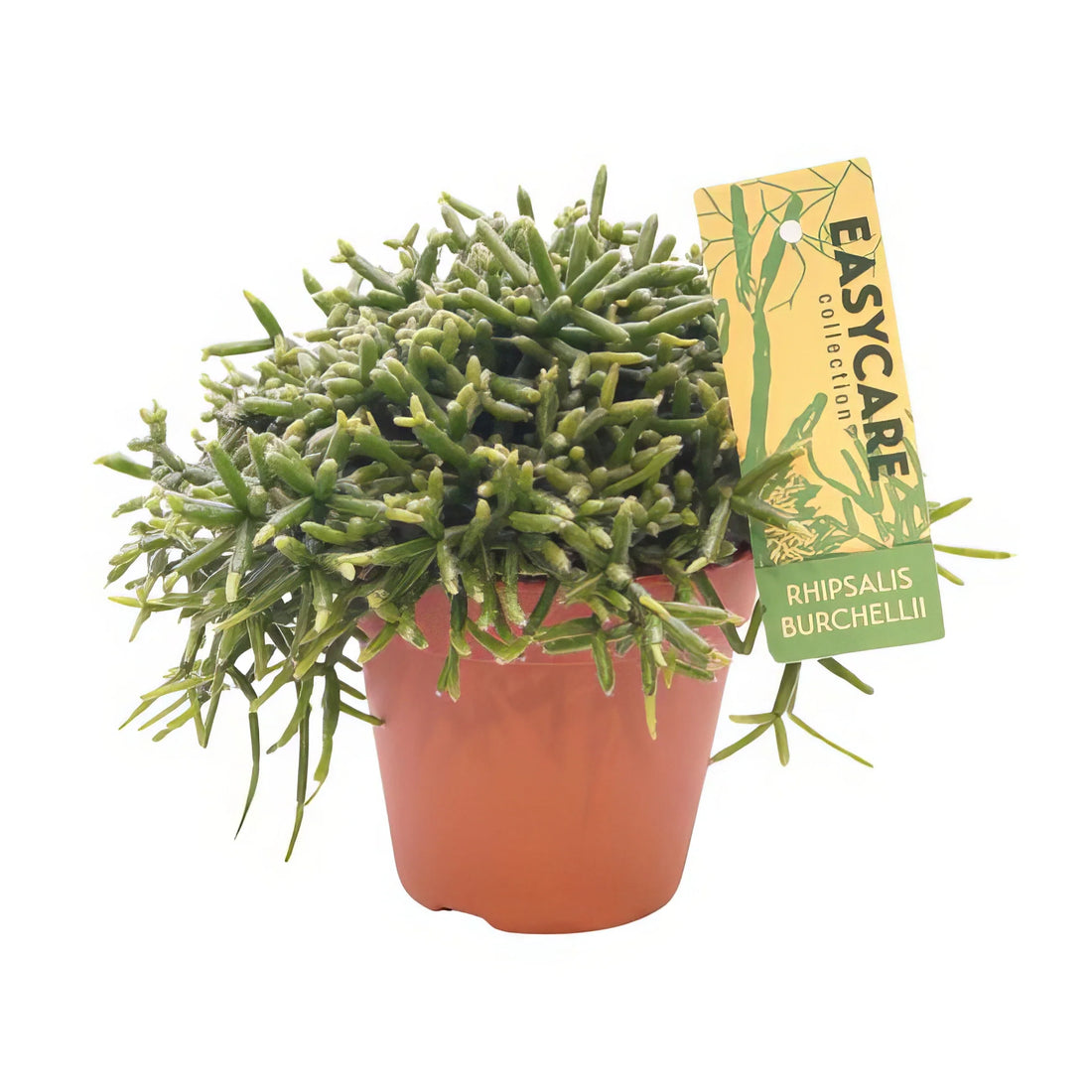 Korallenkaktus (Rhipsalis Burchellii) in 12cm-Topf, 20cm hoch, haustierfreundlich, sicher für Katzen und Hunde.