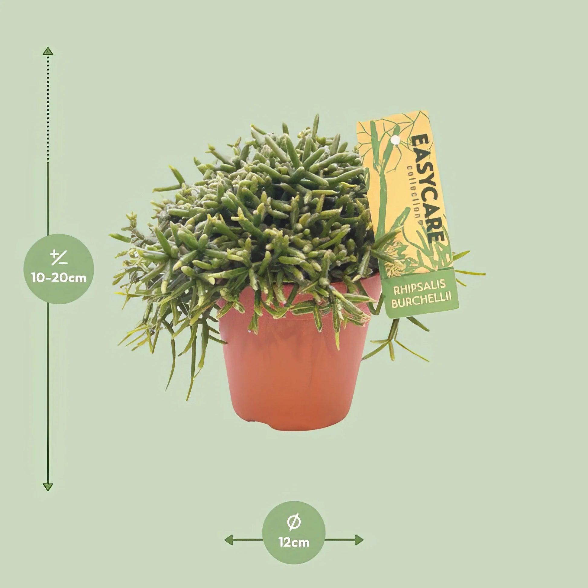 Korallenkaktus (Rhipsalis Burchellii) in 12cm Topf, 20cm hoch, ungiftig für Haustiere, perfekt für ein tierfreundliches Zuhau