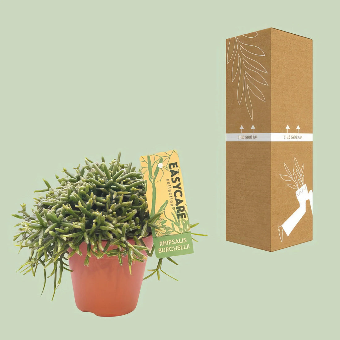 Korallenkaktus (Rhipsalis Burchellii) in 12cm-Topf, 20cm hoch, haustierfreundlich, sicher für Katzen und Hunde.