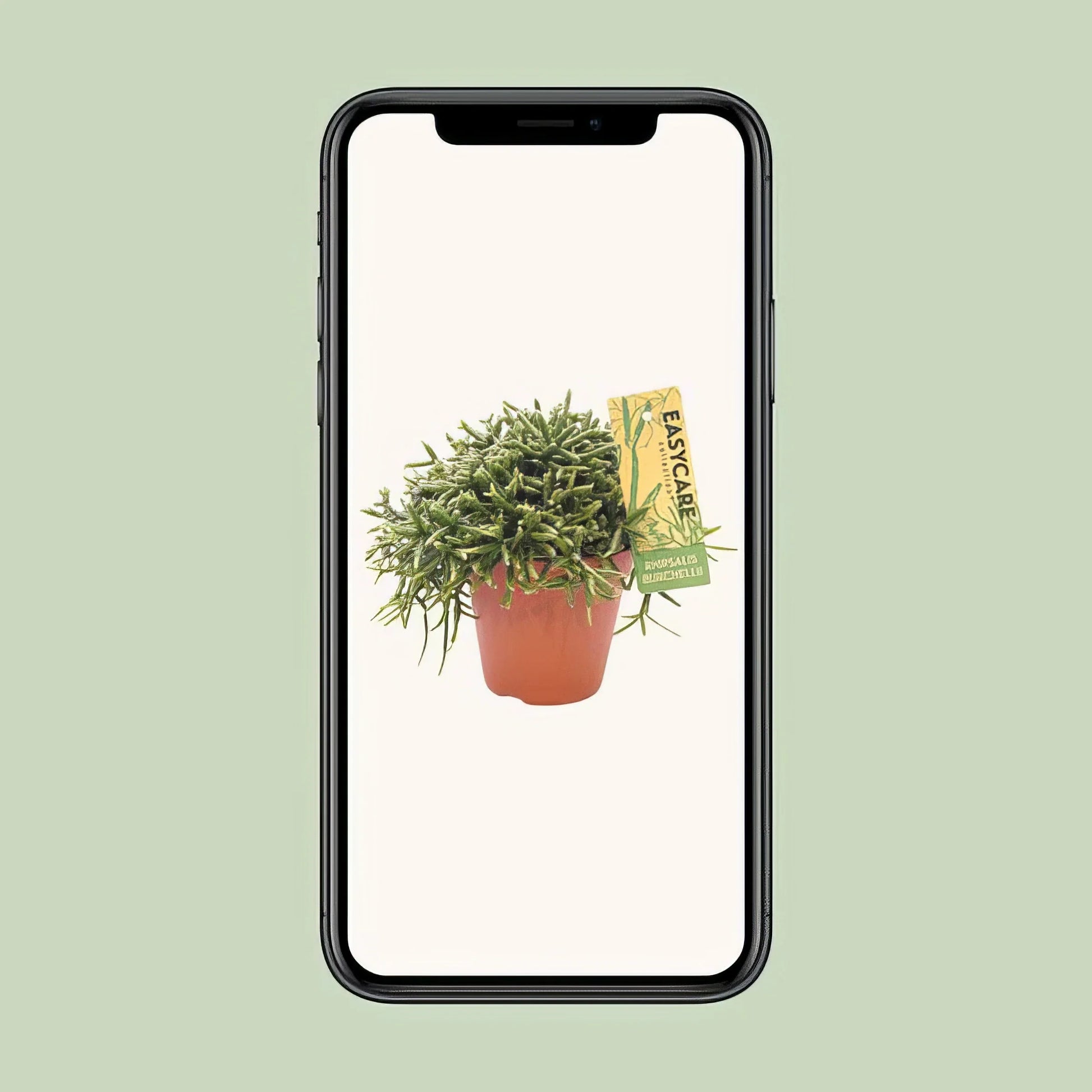 Korallenkaktus (Rhipsalis Burchellii) in weißem Ø12cm Topf, haustierfreundlich und ideal für Katzen und Hunde, 20cm hoch.
