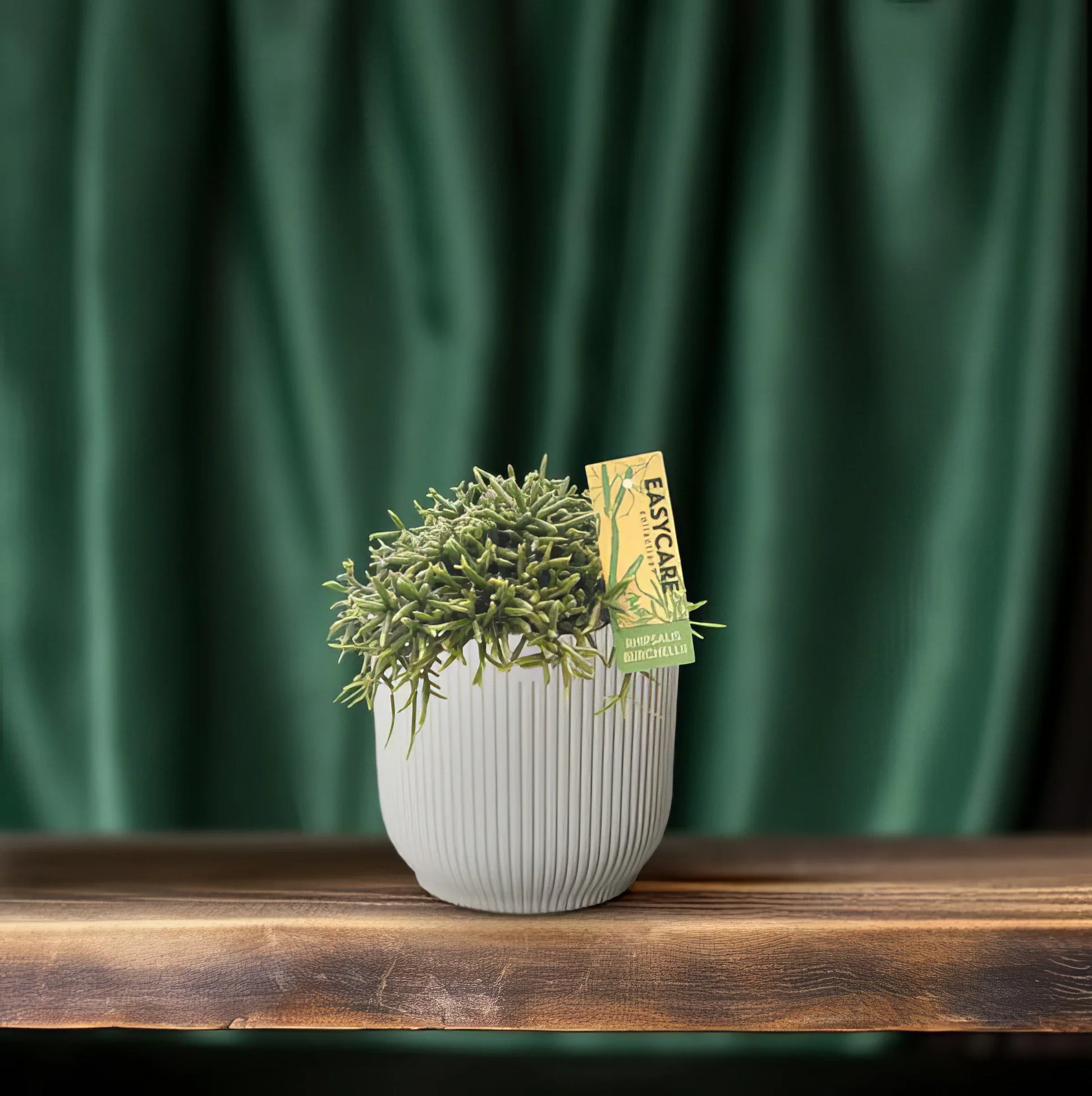 Korallenkaktus (Rhipsalis Burchellii) in modernem 12cm Topf, 20cm hoch, haustierfreundlich, ideal für Katzen- und Hundebesitz