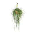 Korallenkaktus (Rhipsalis Floccosa) in 21cm Topf, 70cm hoch, haustierfreundlich und sicher für Katzen und Hunde.