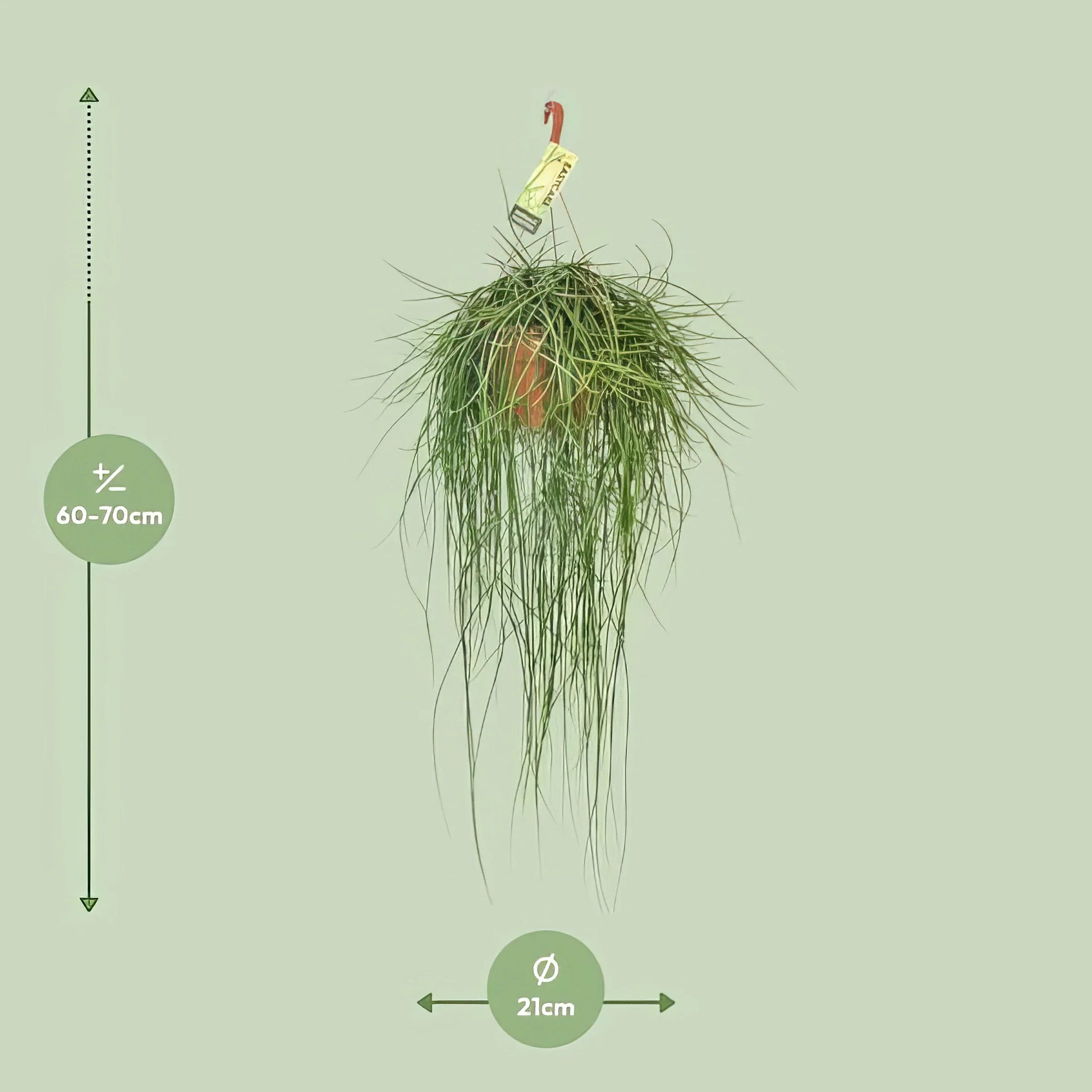 Korallenkaktus (Rhipsalis Floccosa) im Topf Ø21cm, Höhe 70cm, haustierfreundlich und ungiftig für Katzen und Hunde.