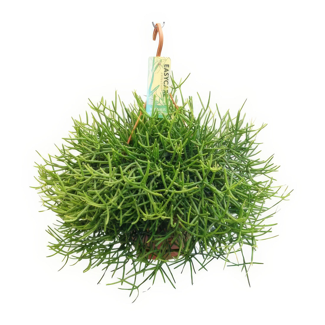 Korallenkaktus (Rhipsalis Heteroclada) im Topf Ø21cm, Höhe 40cm, haustierfreundlich und ideal für Katzen und Hunde.