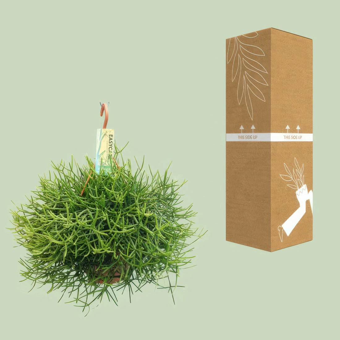 Korallenkaktus (Rhipsalis Heteroclada) im Topf Ø21cm, Höhe 40cm, haustierfreundlich und ideal für Katzen und Hunde.