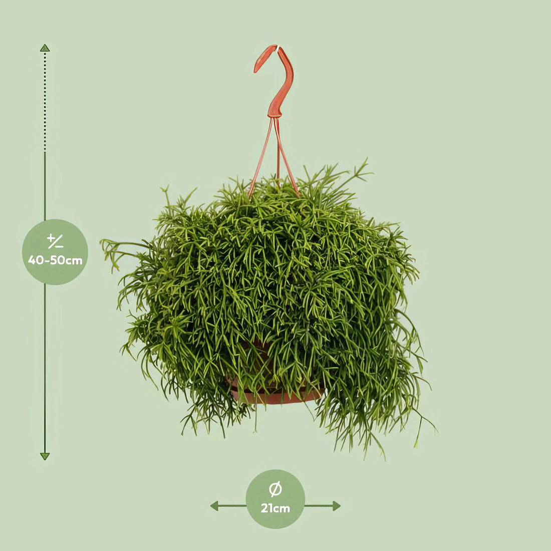 Korallenkaktus (Rhipsalis Heteroclada) in dekorativem Topf, Ø21cm, ↕45cm, sicher für Haustiere und ungiftig für Katzen/Hunde.