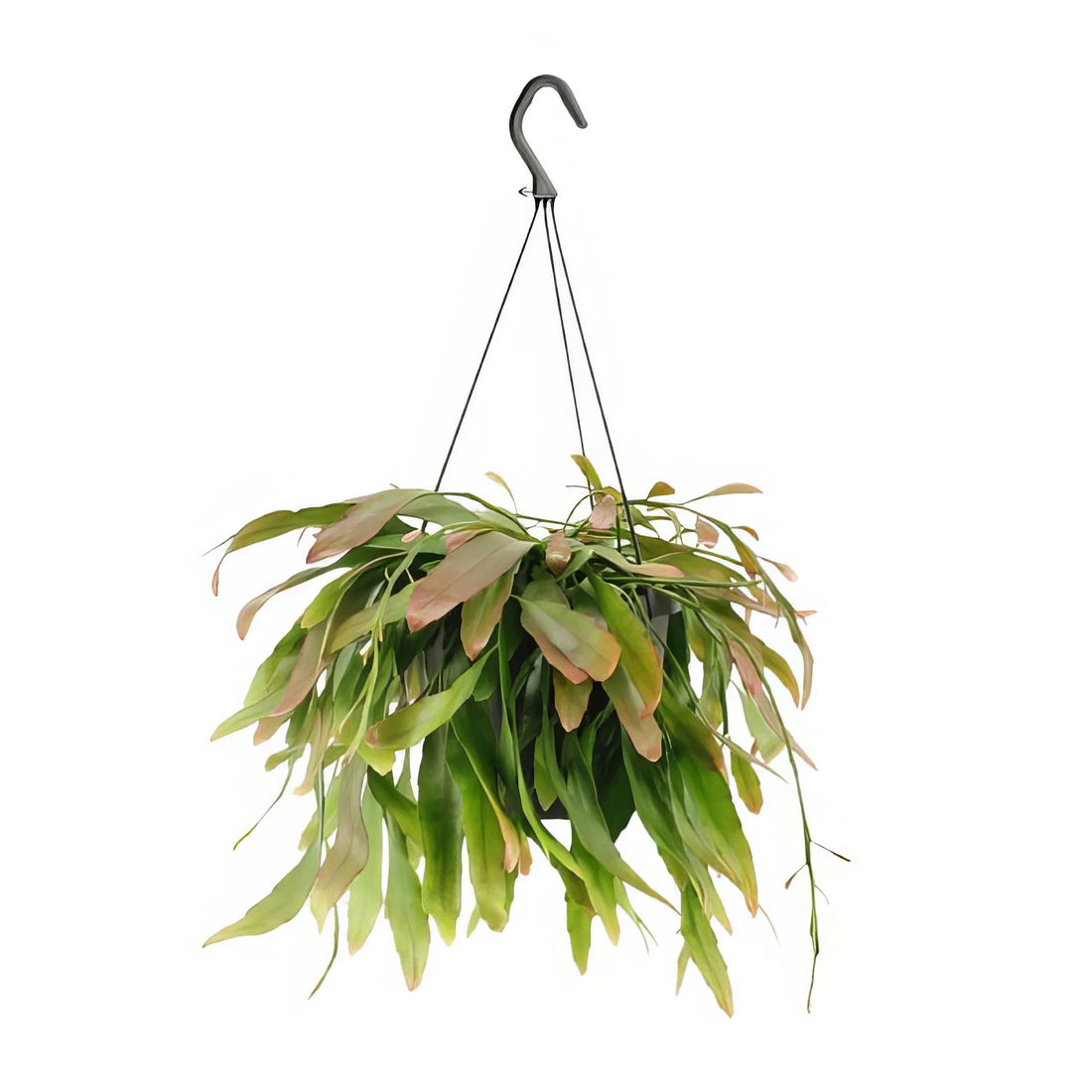 Korallenkaktus (Rhipsalis 'Red Coral') in einem Ø17cm Topf, haustierfreundlich und sicher für Katzen und Hunde, H25cm.