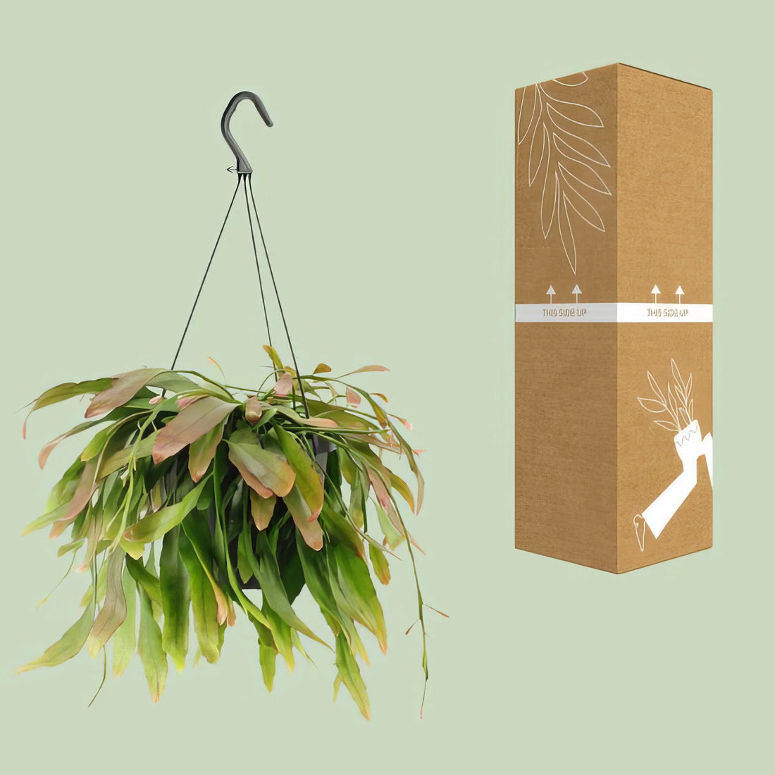 Korallenkaktus (Rhipsalis 'Red Coral') in einem Ø17cm Topf, haustierfreundlich und sicher für Katzen und Hunde, H25cm.