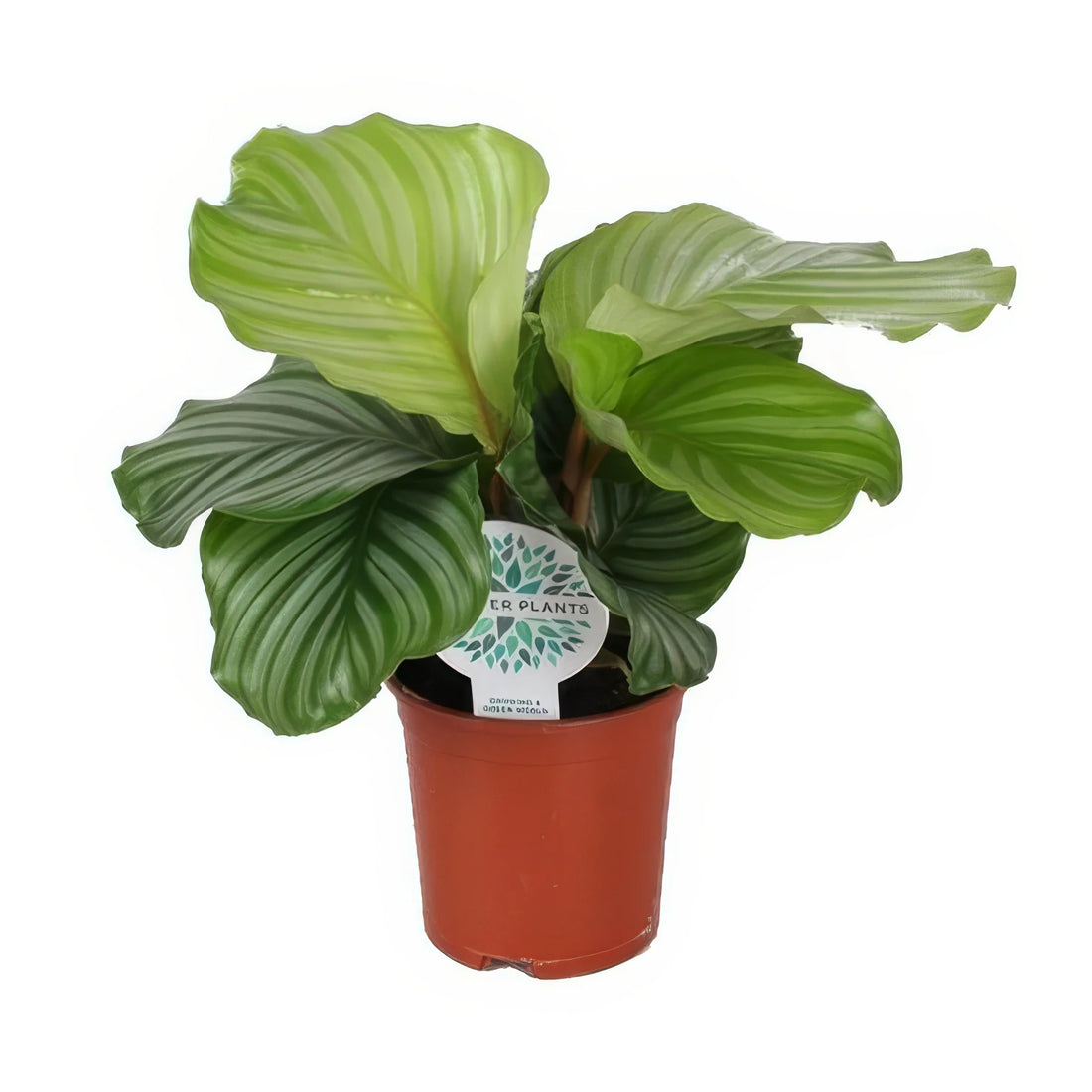 Korbmaranthe (Calathea Orbifolia) in modernem Topf, 14cm, 45cm hoch; stilvolle, haustierfreundliche Zimmerpflanze für Katzen 