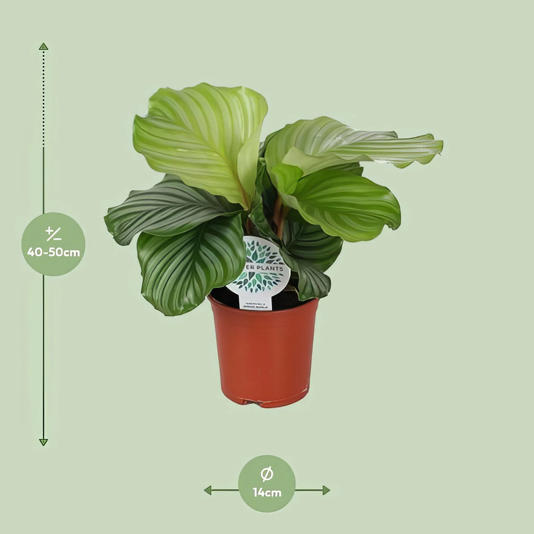 Korbmaranthe (Calathea Orbifolia) in modernem Topf, 14cm, 45cm hoch; stilvolle, haustierfreundliche Zimmerpflanze für Katzen 