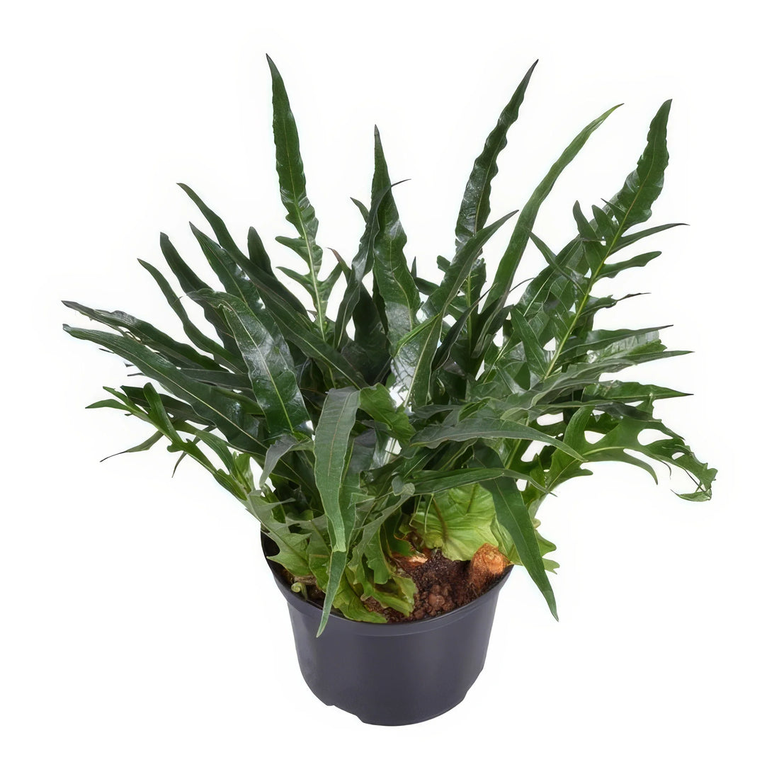 Kranzfarn (Aglaomorpha Coronans) im 23cm Topf, Höhe 60cm, haustierfreundlich und ungiftig für Katzen und Hunde.