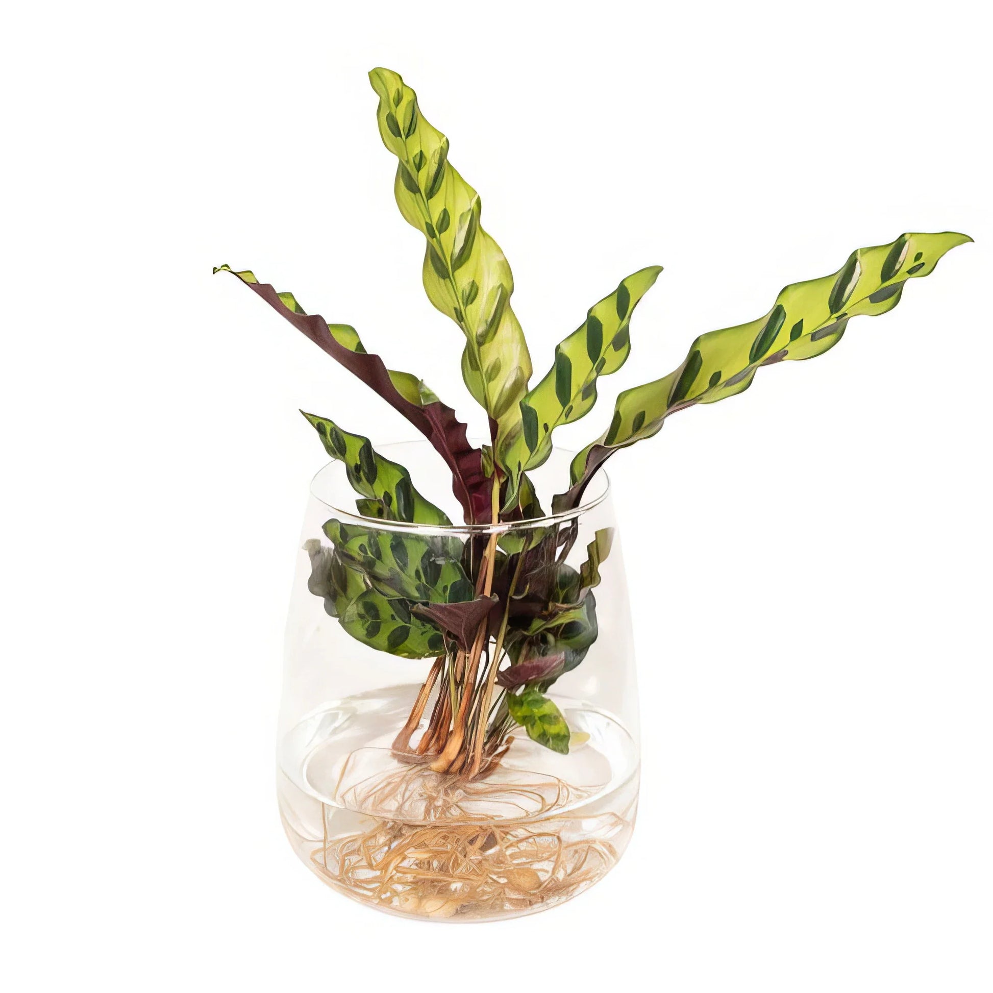 Lanzen-Calathea im stilvollen Kingston-Glas, Ø12cm, H30cm, ungiftig und haustierfreundlich, ideal für Katzen und Hunde.