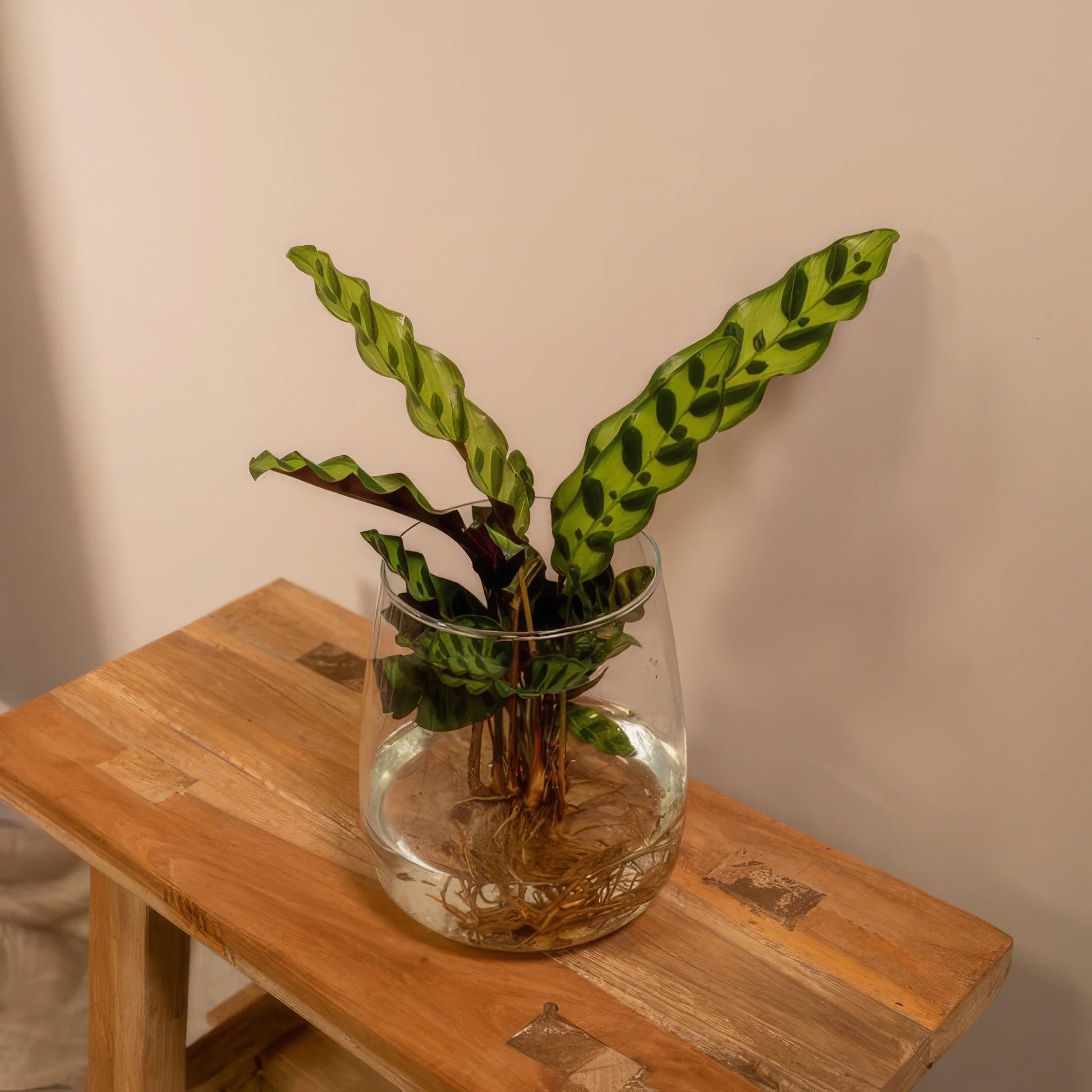 Lanzen-Calathea in elegantem Kingston-Glas, Ø12cm ↕30cm; sicher und ungiftig für Katzen und Hunde.