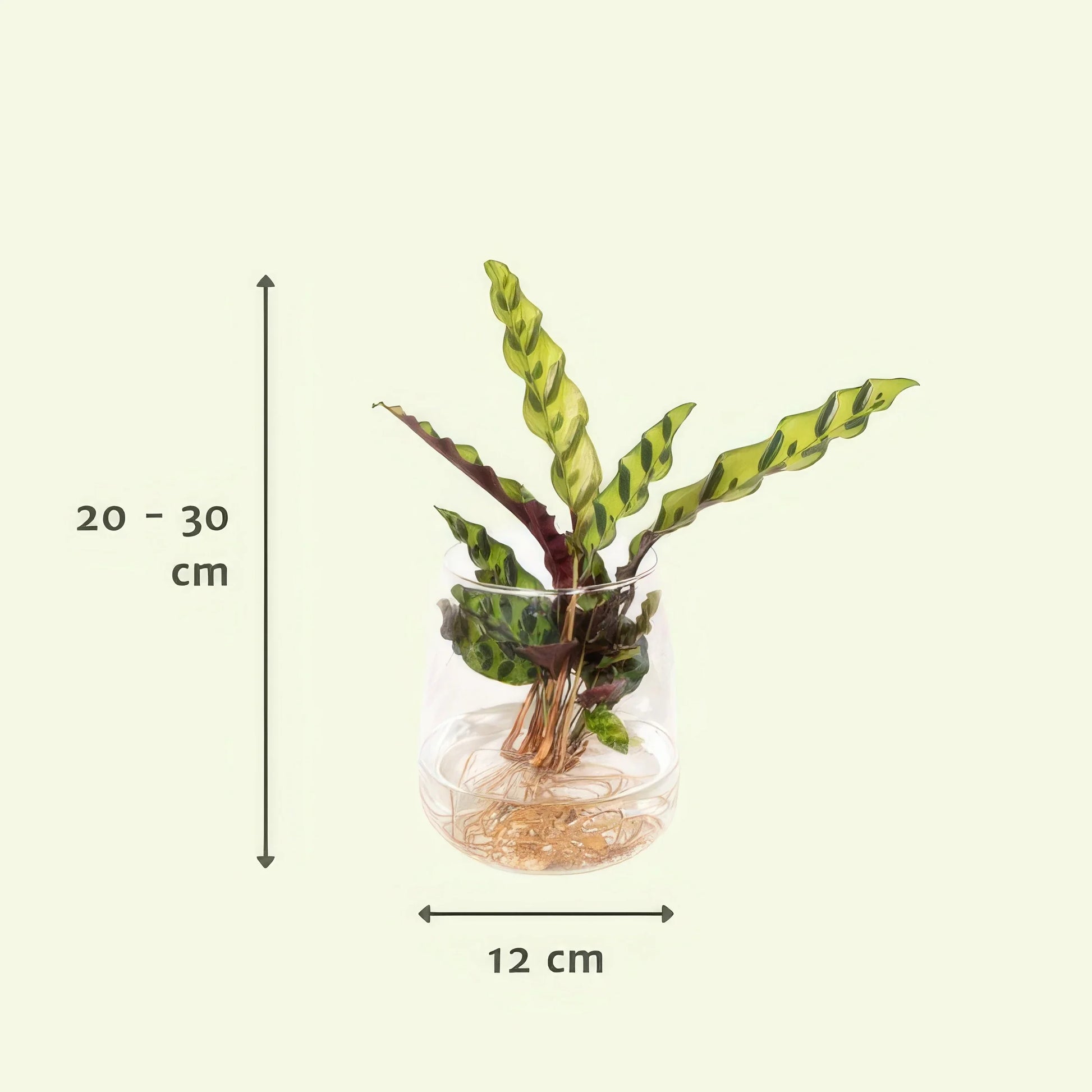 Lanzen-Calathea im stilvollen Kingston-Glas, Ø12cm, H30cm, ungiftig für Katzen und Hunde, perfekte haustierfreundliche Wahl.