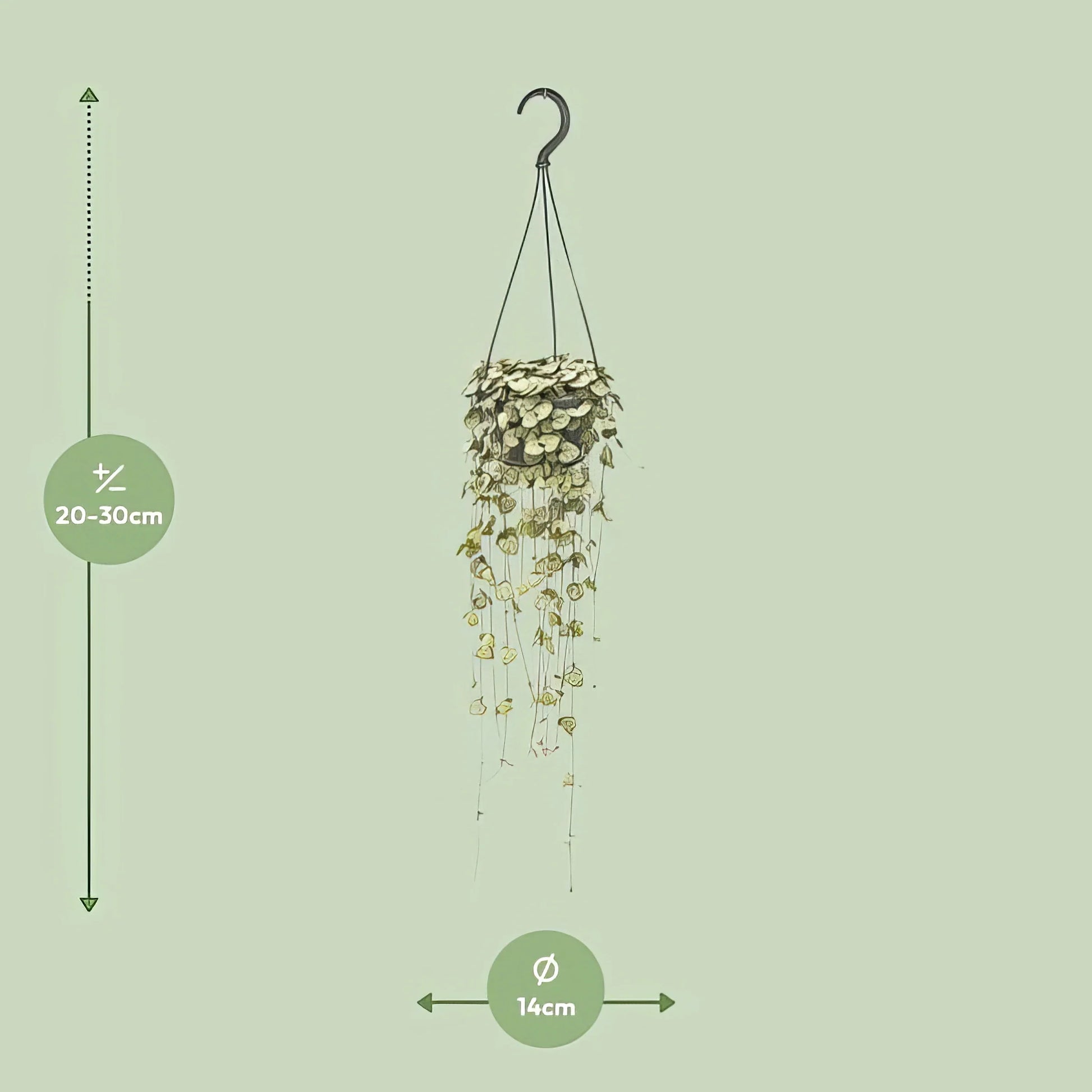 Leuchterblume (Ceropegia Woodii), haustierfreundliche Hängepflanze im Ø14cm Topf, ungiftig für Katzen und Hunde.