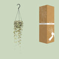 Leuchterblume (Ceropegia Woodii) als hängende Zimmerpflanze, haustierfreundlich in stilvollem Topf, Ø14cm, ↕50cm, perfekt für