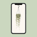 Leuchterblume Ceropegia Woodii in modernem Hängepflanzentopf, Ø14cm, Höhe 50cm, ungiftig für Katzen und Hunde.