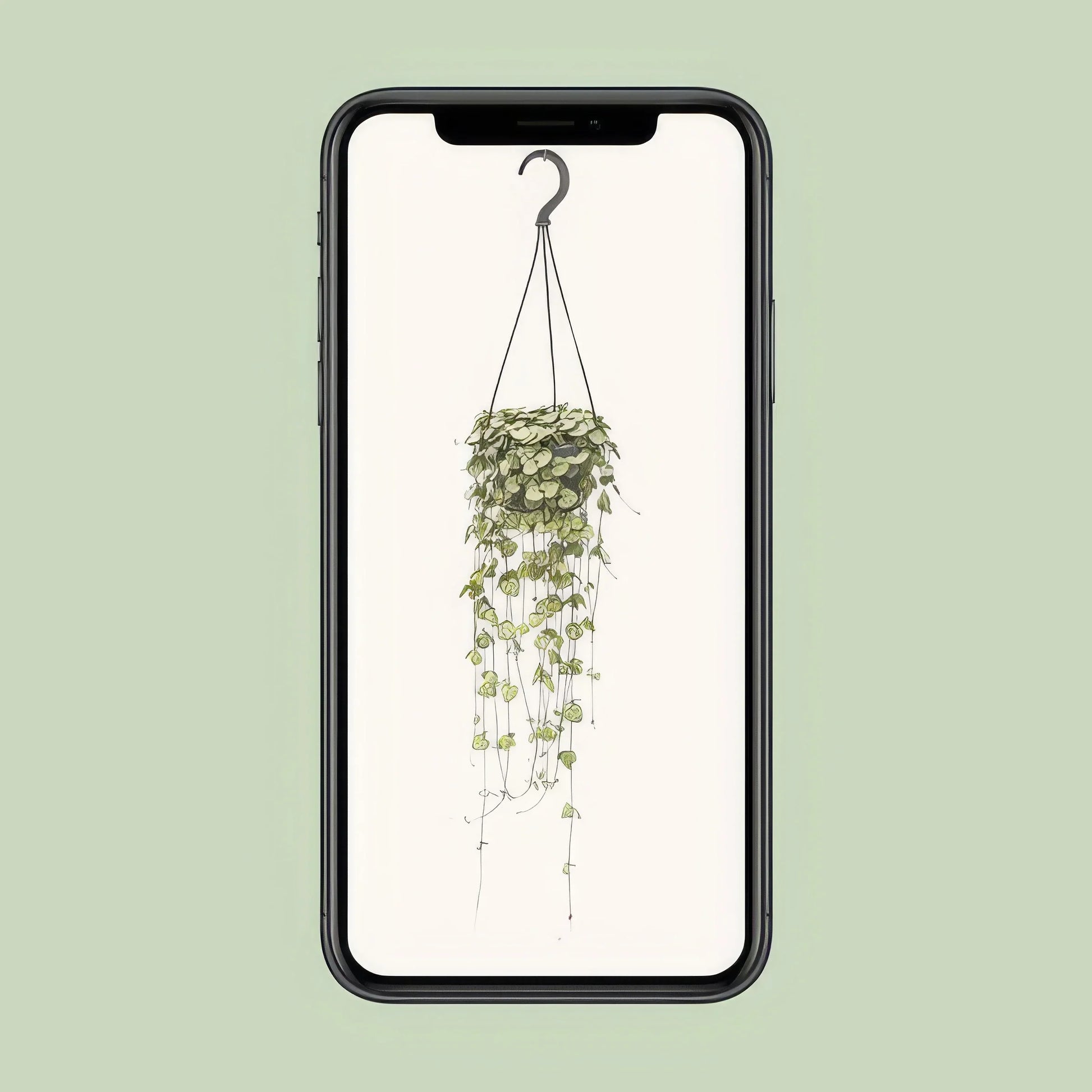 Leuchterblume Ceropegia Woodii in modernem Hängepflanzentopf, Ø14cm, Höhe 50cm, ungiftig für Katzen und Hunde.