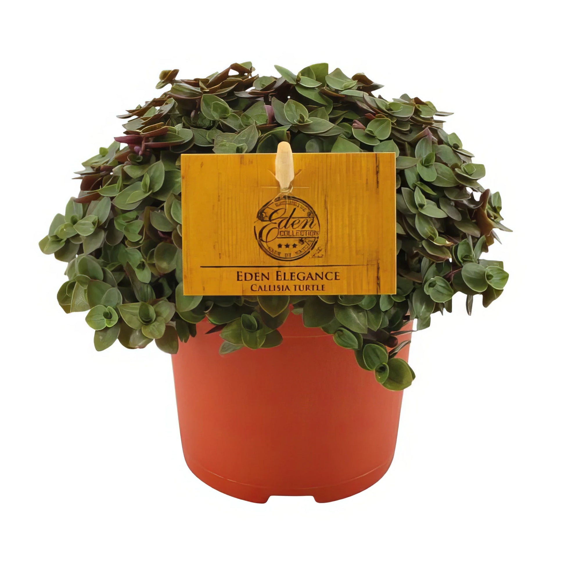 Mini-Kriechendes Schönpolster (Callisia Turtle) in elegantem Topf, haustierfreundlich und ideal für Katzen und Hunde.