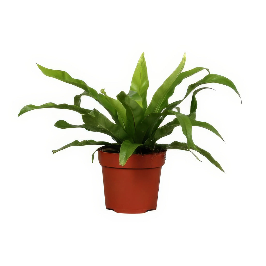 Nestfarn (Asplenium antiquum) - Ø12cm, ↕25cm, ungiftig für Haustiere, in dekorativem Topf, ideal für ein haustierfreundliches
