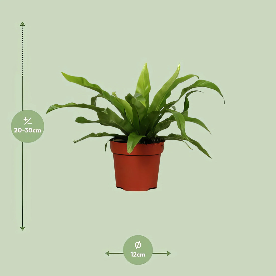 Nestfarn (Asplenium antiquum) - Ø12cm, ↕25cm, ungiftig für Haustiere, in dekorativem Topf, ideal für ein haustierfreundliches