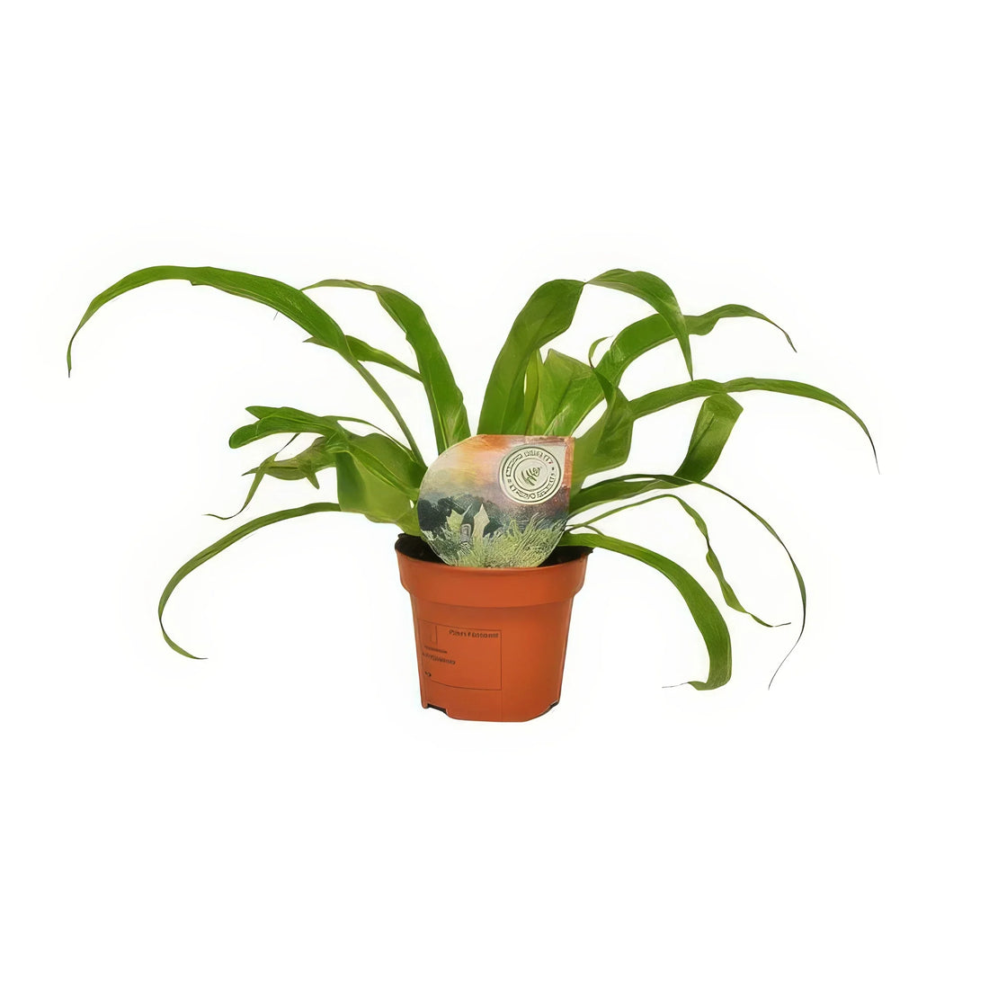 Nestfarn (Asplenium antiquum) in kleinem Topf, haustierfreundlich, grün und elegant, ideal für tierfreundliche Wohnungen.