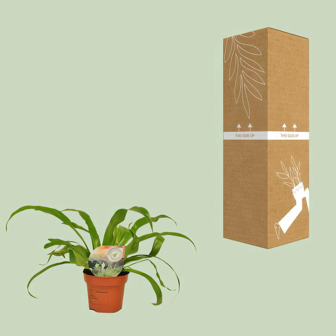 Nestfarn (Asplenium antiquum) in kleinem Topf, haustierfreundlich, grün und elegant, ideal für tierfreundliche Wohnungen.