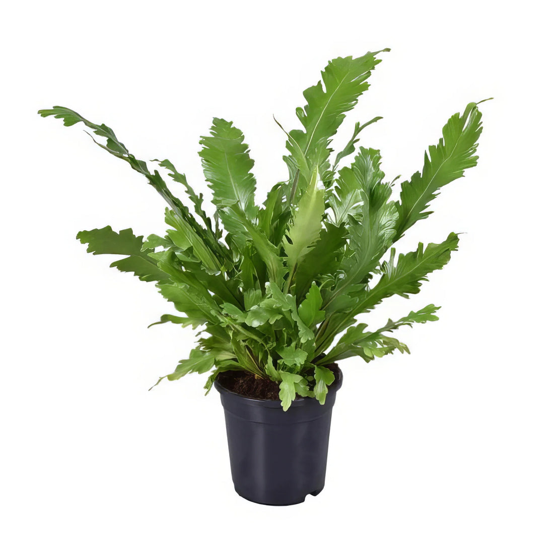 Nestfarn (Asplenium Nidus), Ø17cm, H45cm im dekorativen Topf, haustierfreundlich, ideal für katzen- und hundesichere Räume.