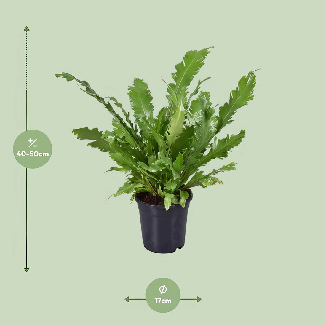 Nestfarn (Asplenium Nidus), Ø17cm, H45cm im dekorativen Topf, haustierfreundlich, ideal für katzen- und hundesichere Räume.
