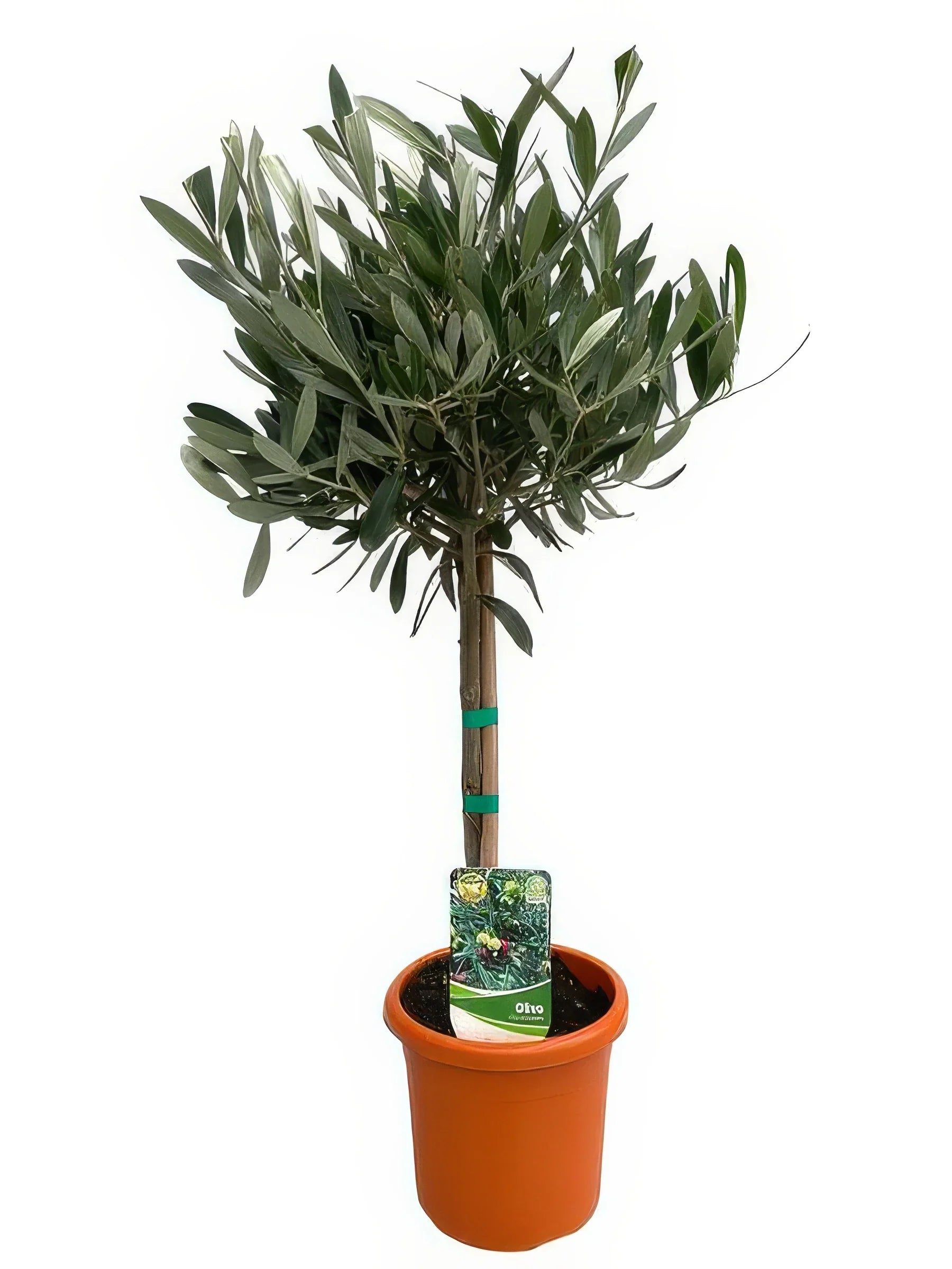 Olivenbaum auf Stamm (Olea Europaea), Ø15cm Topf, 60cm hoch, haustierfreundlich, ideal für Katzen- und Hundebesitzer.