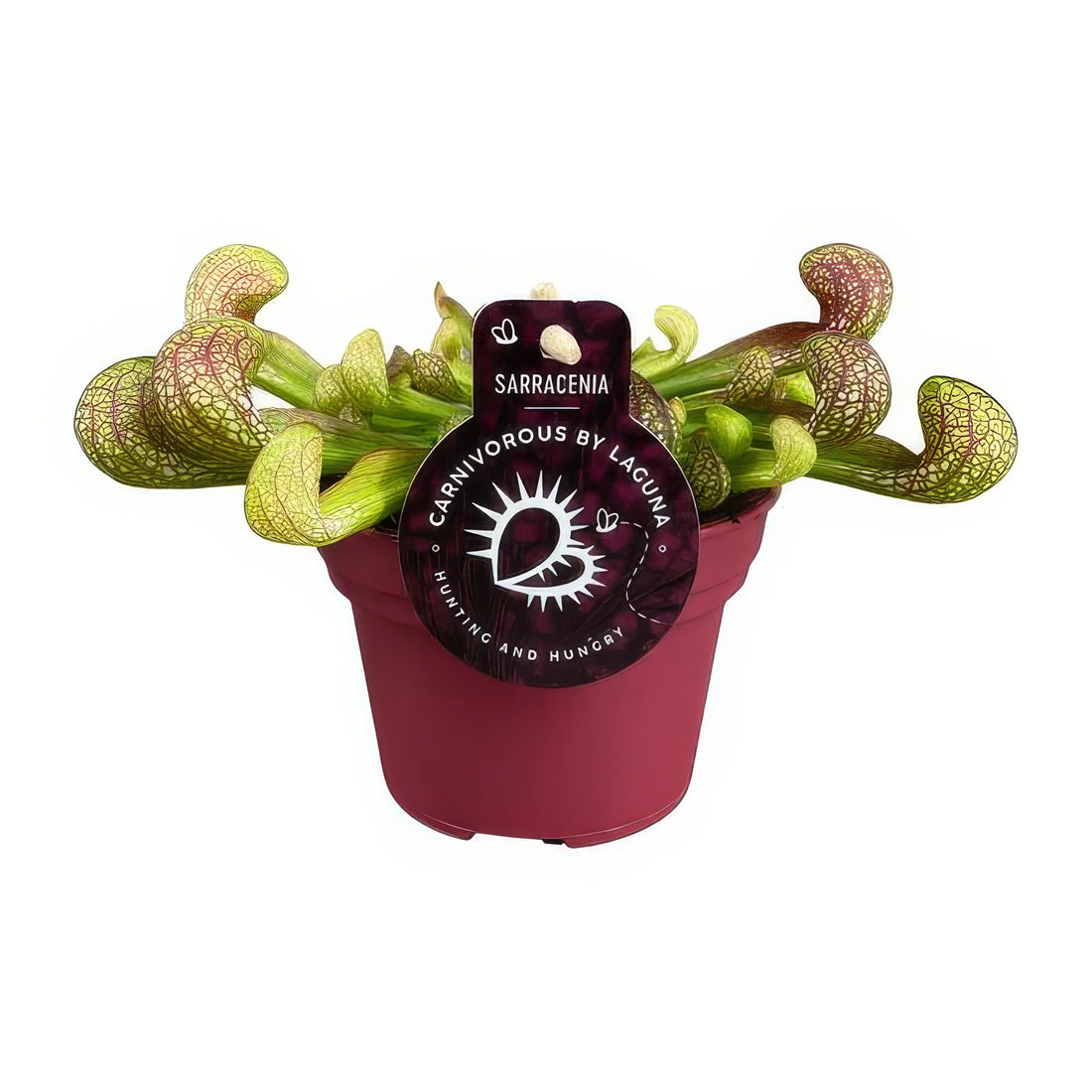 Papageien-Schlauchpflanze (Sarracenia psittacina) in einem eleganten Topf, haustierfreundlich und sicher für Katzen und Hunde