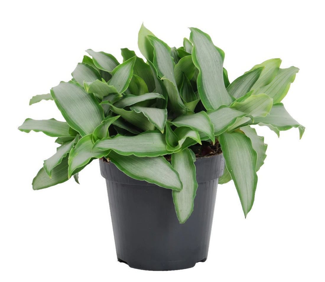 Peking-Gras Murdannia Loriformus 'Bright Star' in 12cm Topf, haustierfreundlich, ideal für Katzen- und Hundehaushalte.