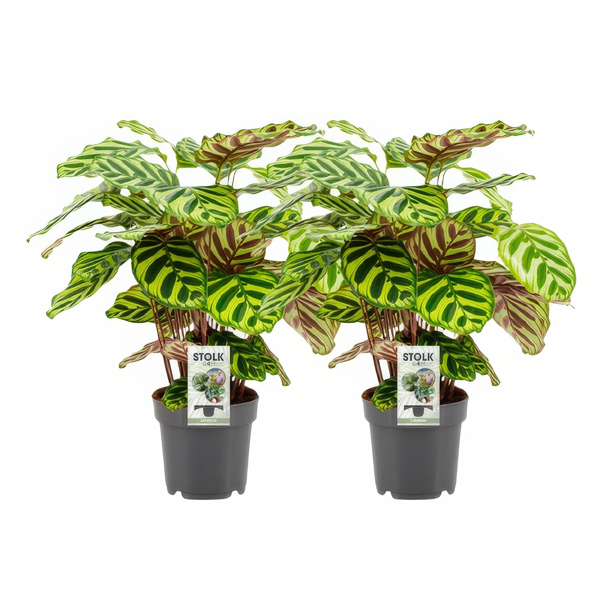 Pfauen-Korbmarante (Calathea makoyana) im 14cm Topf, 45cm hoch, haustierfreundlich, ideal für katzen- und hundesichere Räume.