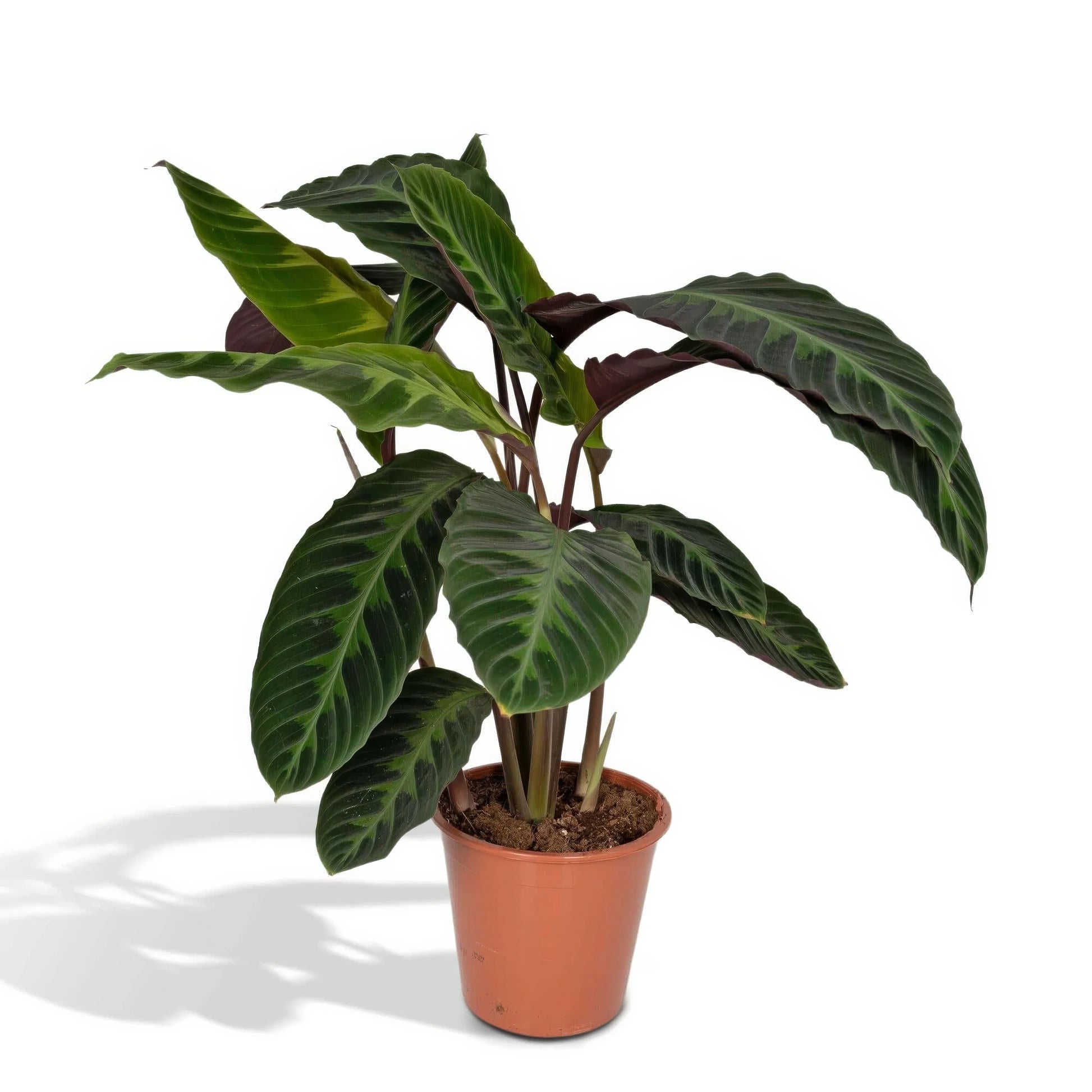 Pfauenpflanze Calathea Warscewiczii in stilvollem Topf, Ø19cm, H70cm, haustierfreundlich, sicher für Katzen und Hunde.