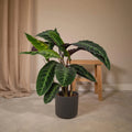Pfauenpflanze Calathea Warscewiczii in dekorativem Ø19cm-Topf, ↕70cm hoch, ungiftig für Katzen und Hunde.