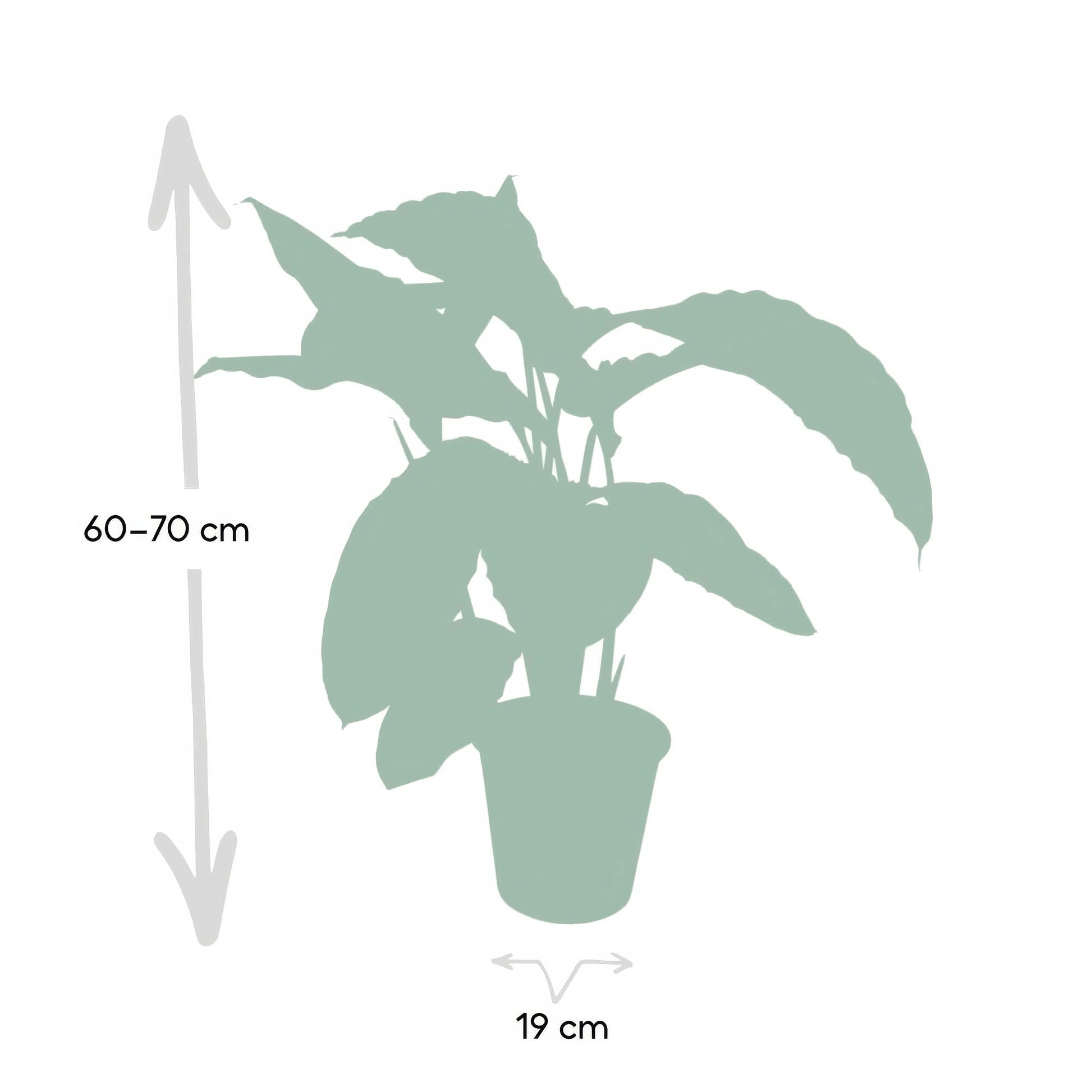 Pfauenpflanze Calathea Warscewiczii in dekorativem Topf, Ø19cm, ↕70cm, haustierfreundlich, ideal für Katzen und Hunde.