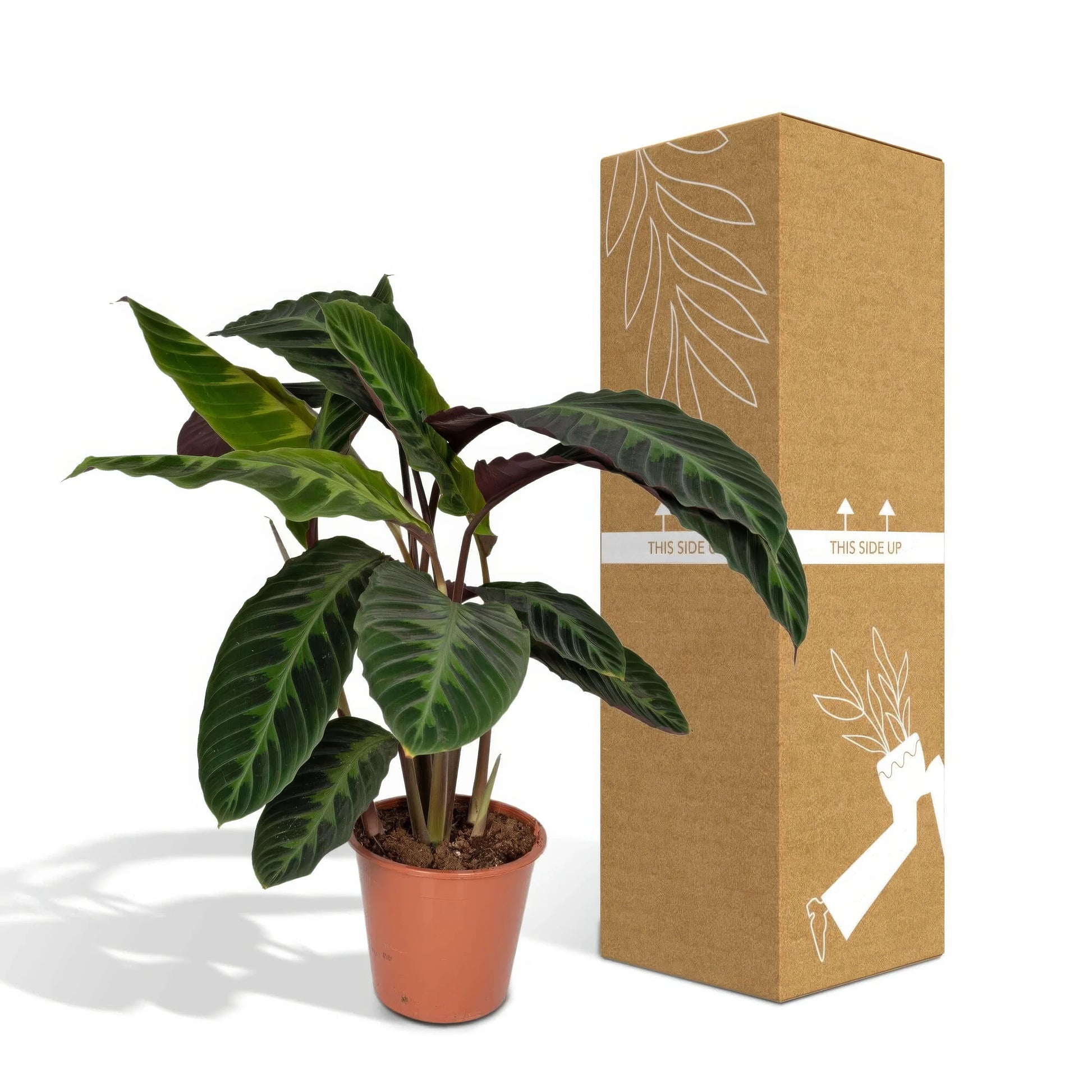 Pfauenpflanze Calathea Warscewiczii im Topf Ø19cm, Höhe 70cm, haustierfreundlich und ungiftig für Katzen und Hunde.