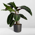Pfauenpflanze (Calathea Warscewiczii) in elegantem Ø19cm Topf, ↕70cm hoch, haustierfreundlich für Katzen und Hunde.