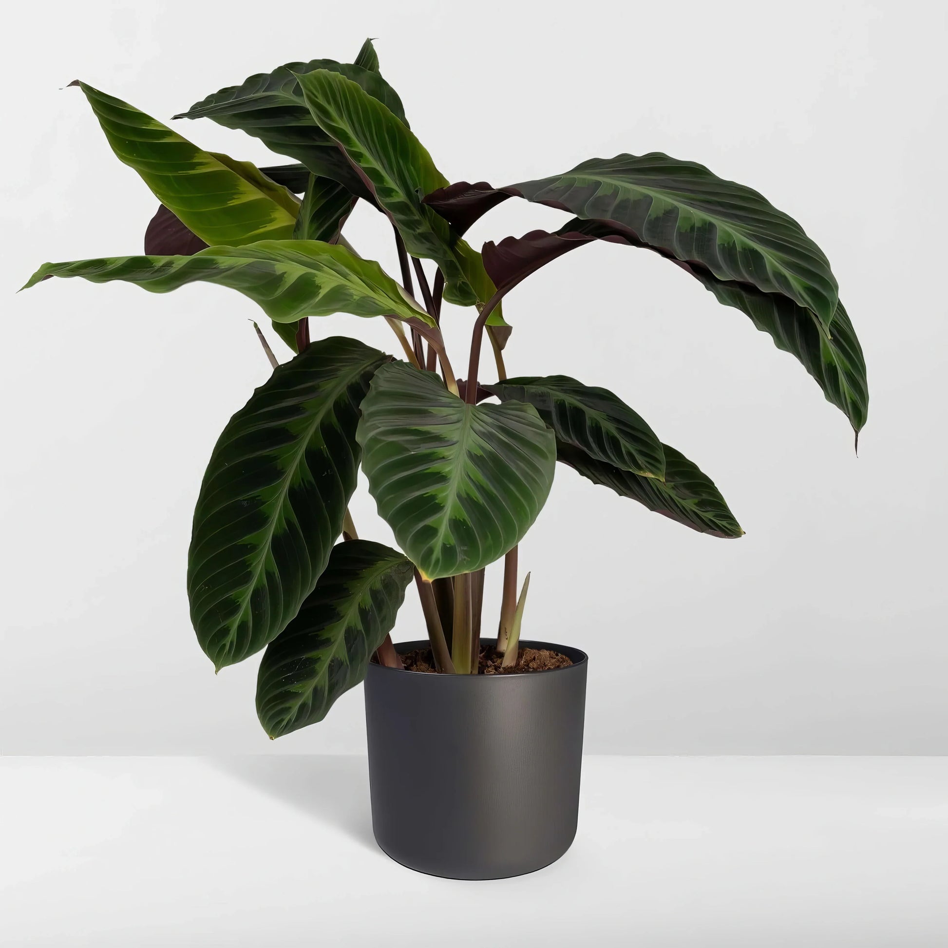 Pfauenpflanze (Calathea Warscewiczii) in elegantem Ø19cm Topf, ↕70cm hoch, haustierfreundlich für Katzen und Hunde.