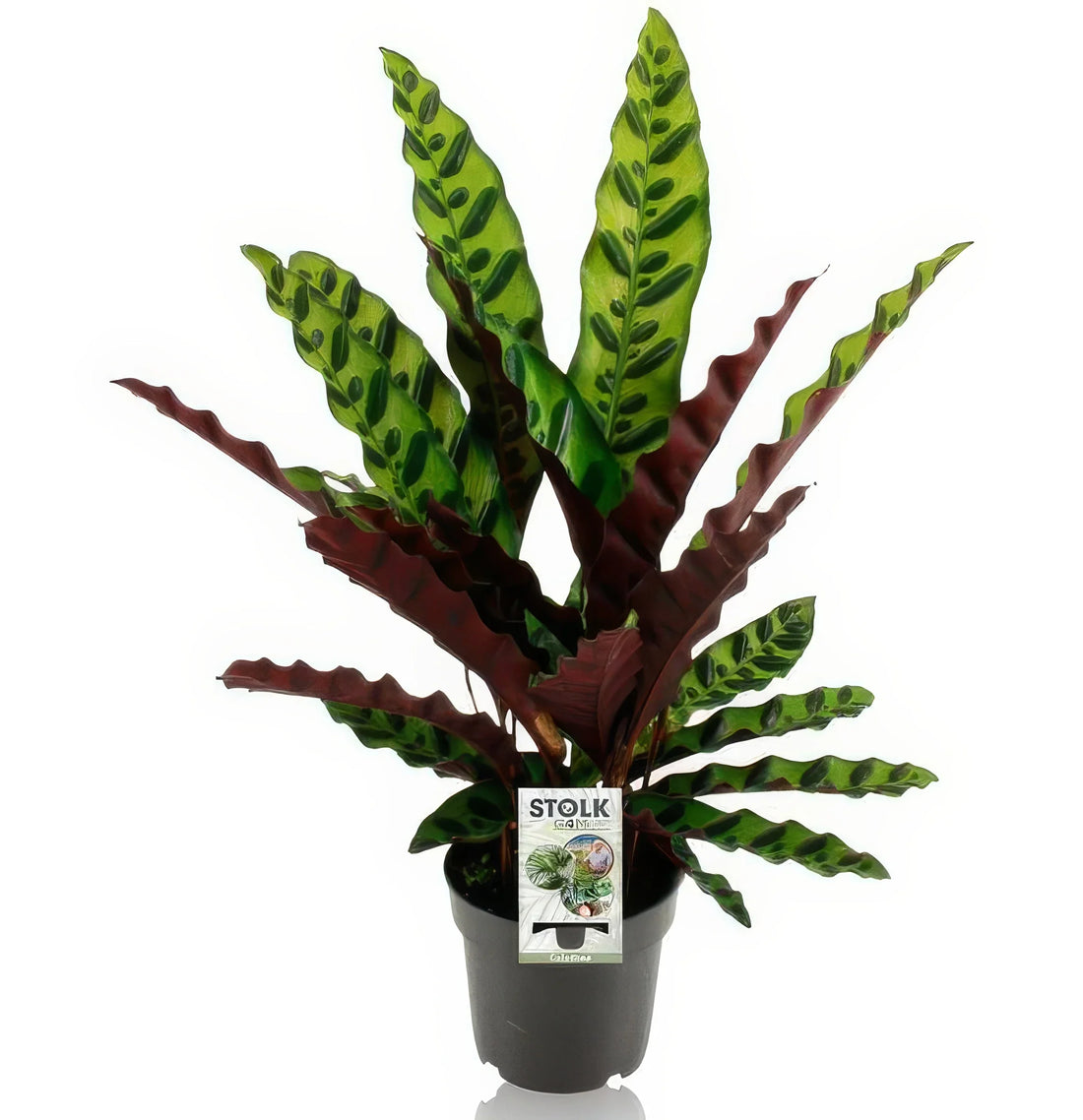 Schmalblättrige Korbmarante (Calathea Lancifolia Insignis) in stilvollem Topf, haustierfreundlich, ideal für Katzen und Hunde